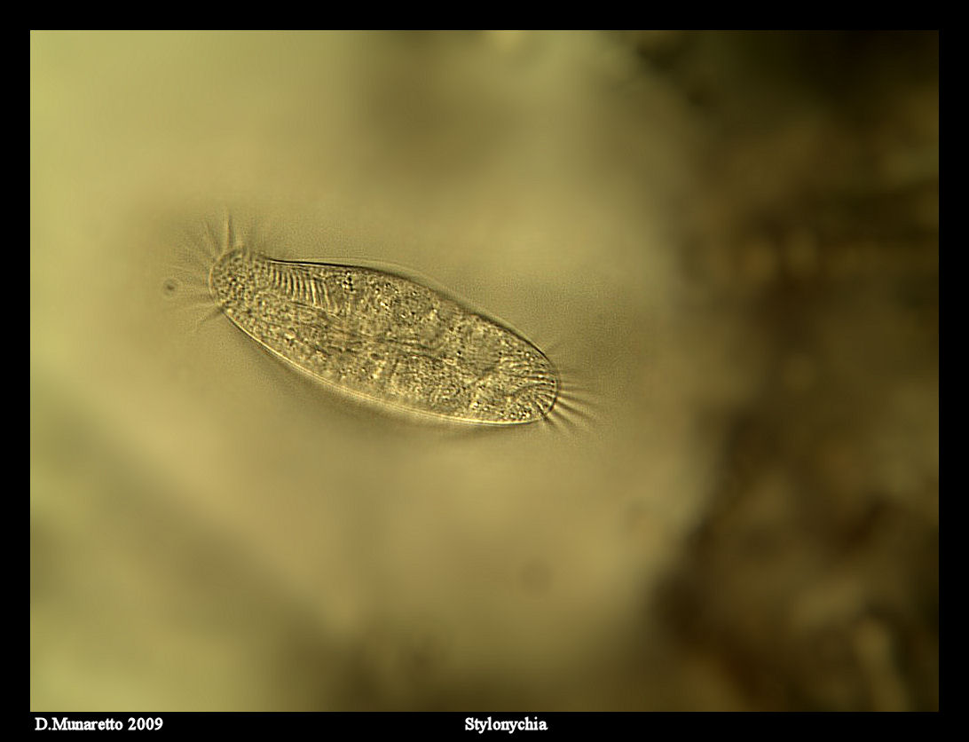 Stylonychia